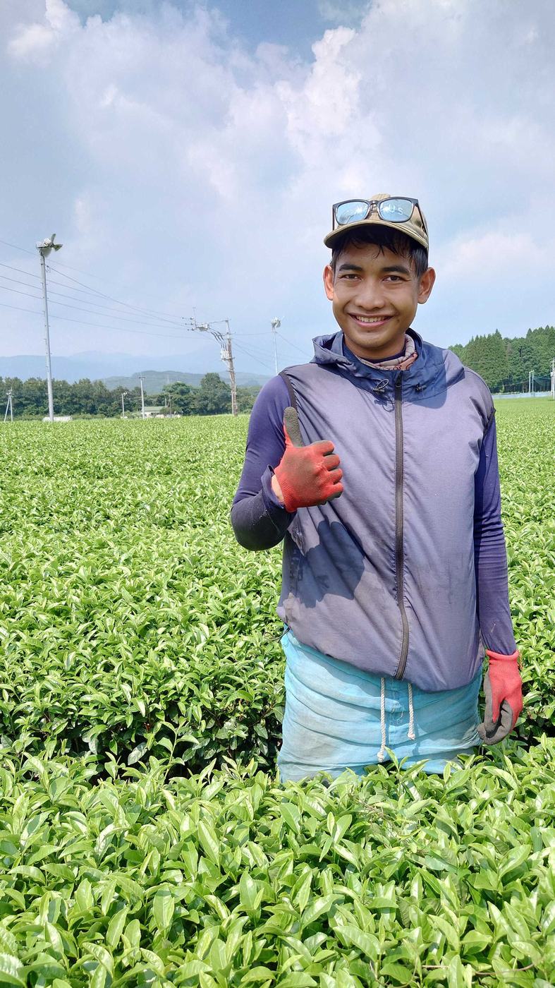 茶園で親指を立てて笑うスタッフ