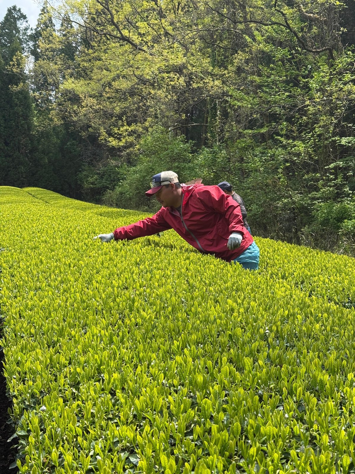 茶園の畝で伸びをするスタッフ