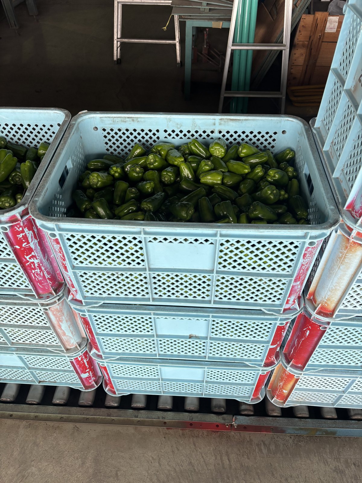 集出荷場でパプリカのコンテナを積む様子