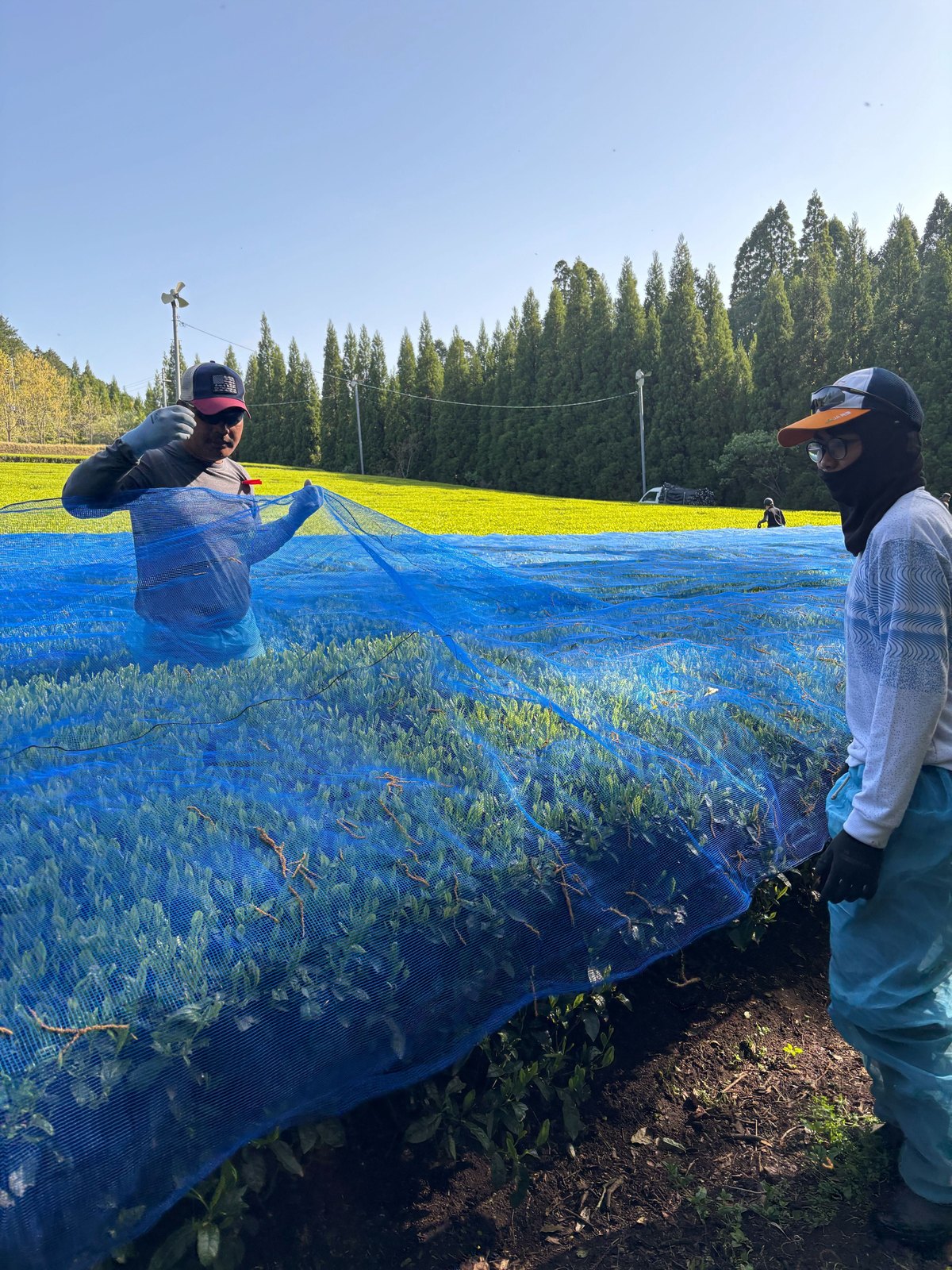 茶園に白い被覆ネットが並ぶ風景