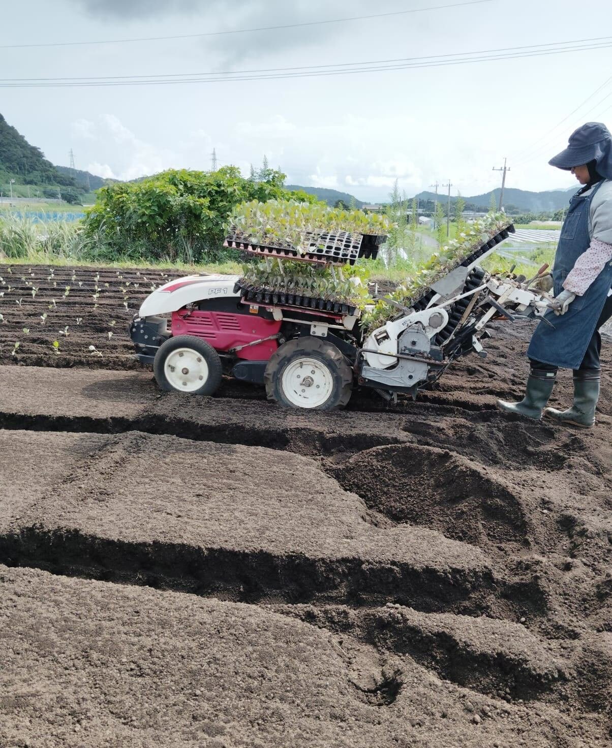 畑で苗を定植するスタッフ
