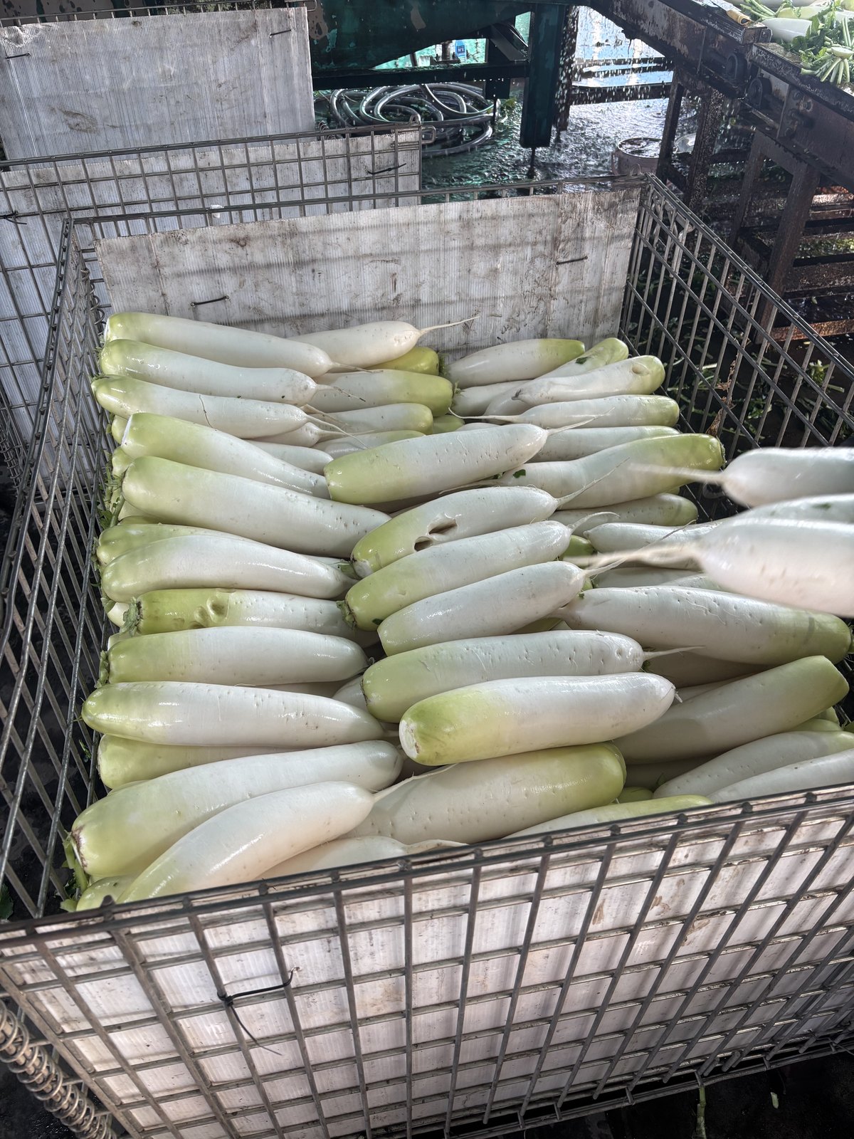 収穫した大根が並ぶ様子