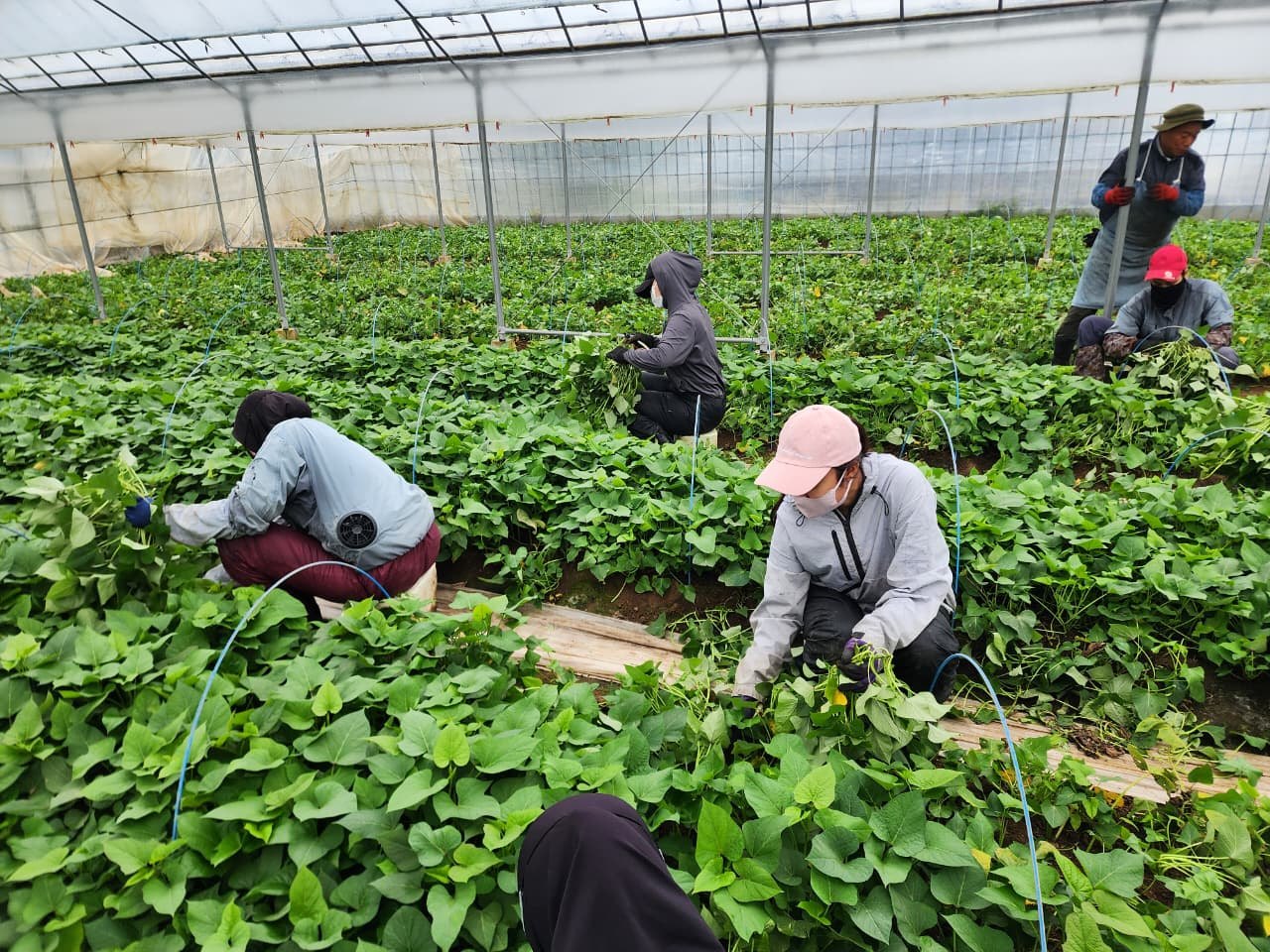 ハウスで葉物野菜を収穫するチーム